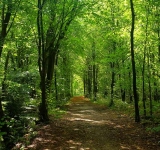Šuma - biljke u šumi (4.razred, priroda i društvo)