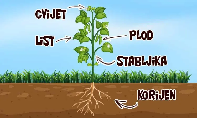 Živi svijet - biljke (priroda 3. razred)