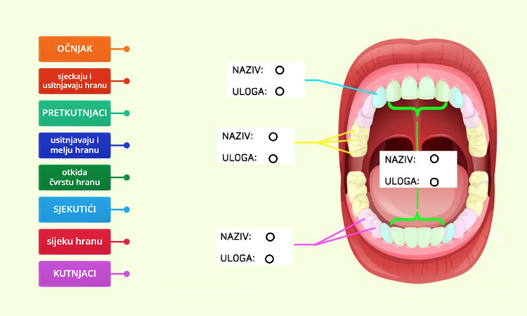 Zubi - naziv i uloga (biologija, 7. razred)