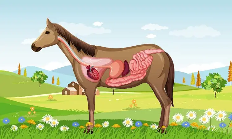 Prehrana kralježnjaka  (biologija, 7. razred)