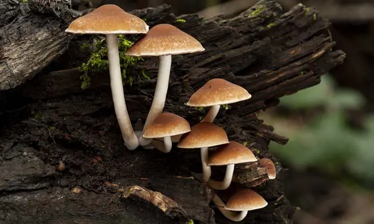 Prehrana jednostaničnih organizama, biljaka, algi i gljiva  (biologija, 7. razred)