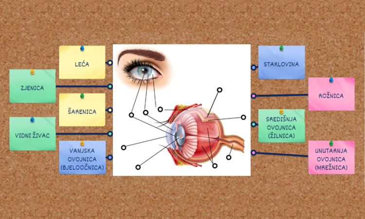 Oko - osjetilo vida  (biologija, 8. razred)