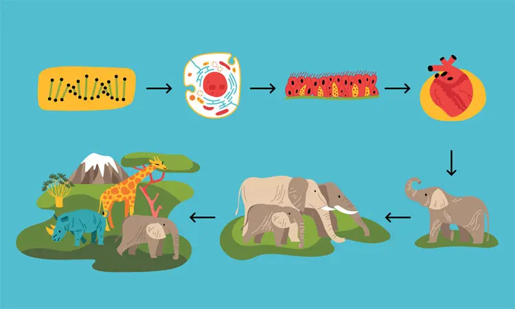 Ponavljanje za provjeru znanja - Organiziranost prirode - biologija 7. razred