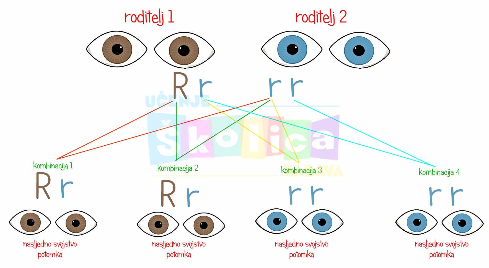 dominantni recesivni geni1