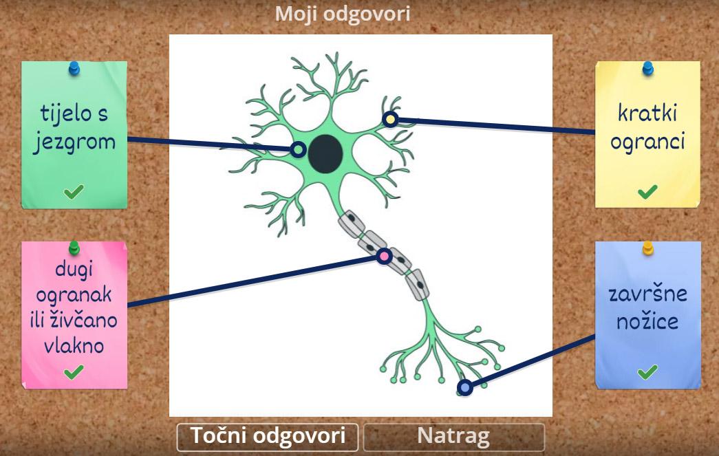 zivcana stanica neuron1